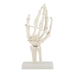 Hand-Skelett-Modell - Medizinisches anatomisches lebensgroßes menschliches Handgelenk-Studien-Skelett-Modell von Fictory