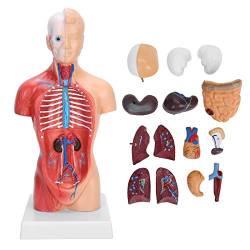 28 cm menschliches Torsokörpermodell, abnehmbare innere Organe der Unisex-Anatomie Skelettmodell zum Unterrichten von Ressourcen Anatomische Montage für Kinder von HURRISE