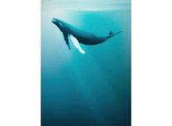 KOMAR Vliestapete "Artsy Humpback Whale" Tapeten Gr. B/L: 200 m x 280 m, Rollen: 1 St., blau (blau, weiß) Vliestapeten von Komar