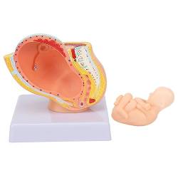 NSXAYIWE Anatomisches Beckenmodell Für Frauen, Abnehmbares 9-monatiges Fetal-Lehrmittel Für Unterricht Und Schülerübungen von NSXAYIWE