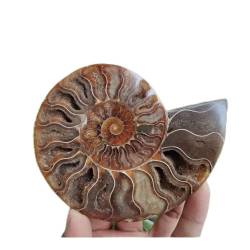 OSBELE for riesige 200–240 g ganze natürliche Ammoniten-Muschelscheiben-Kristallproben ZANLIIYIN von OSBELE