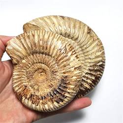 QPLAHANBUA 1 Stück natürliche Kristallschnecke Fossilien Muschel Ammonit Stein 150 g-350 g for Zuhause geeignet for Zuhause ZANLIIYIN (Color : 310g-350g) von QPLAHANBUA