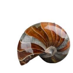 SOEJJWKP 1pc Original und einzigartiger natürlicher Heilstein Ammonit Fossilien 200g-700g Geeignet for Möbeldekoration WEISHENYIN (Color : 1pc 405g-500g) von SOEJJWKP