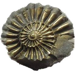 Starborn fossiler Ammonit Pleuroceras gefunden bei Nürnberg, Versteinerung 1 Stück von Starborn