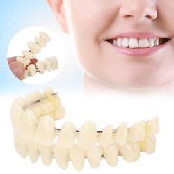 280 Stück/10 Set Harzprothese Falsche Zähne, Lehrmodell für Zahnzähne, Furniere Prothesen Gefälschte Zähne Harzprothese für Patienten mit Mundhöhlenverlust, Zubehör für die Zahnversorgung von ZJchao