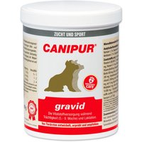 Canipur gravid von Canipur