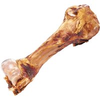Schecker Dino Knochen - naturbelassener Bullen Oberschenkelknochen von Schecker
