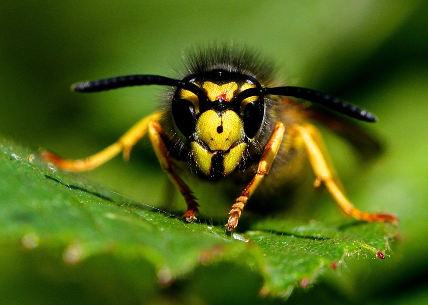 Insektenstiche